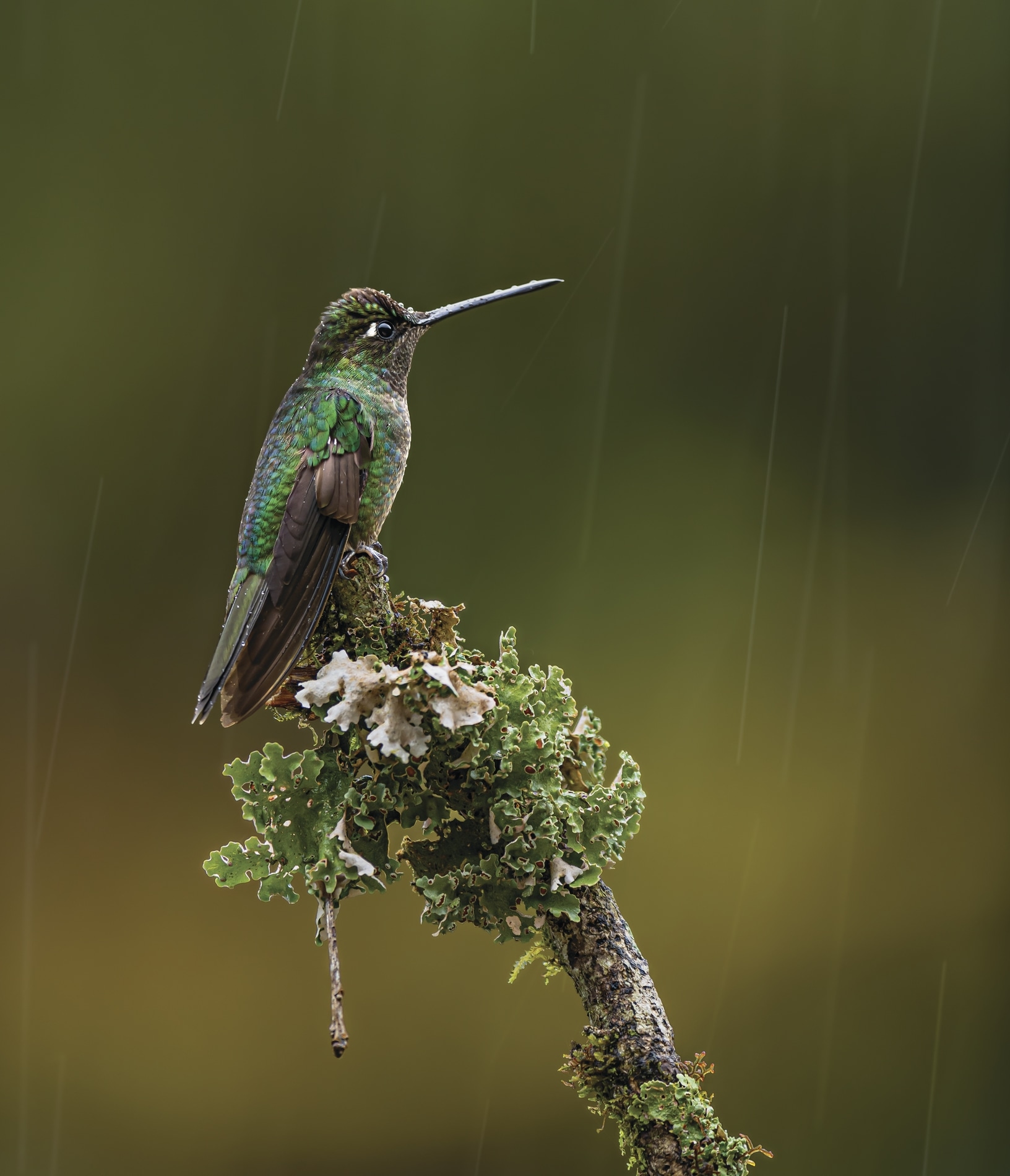 Talamanca_hummingbird.jpg