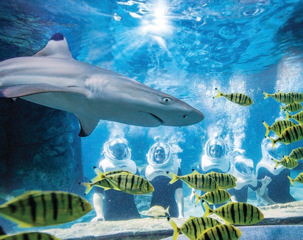 Swim with more than 20 sharks at Discovery Cove PHOTO COURTESY OF: DISCOVERY COVE