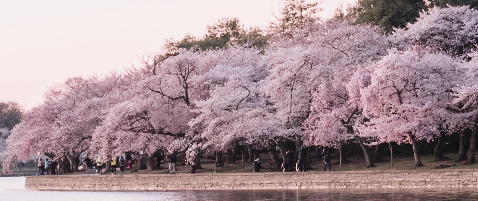 cherry-blossoms-2-mark-tegethoff-unsplash-Cropped.jpg